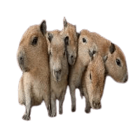 Capybaras