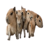 Capybaras