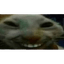xdd